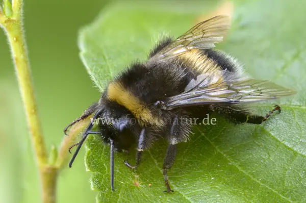 Fokus-Natur Bild