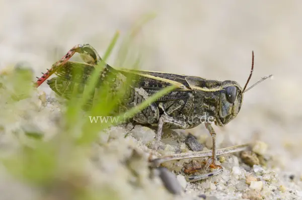 Fokus-Natur Bild