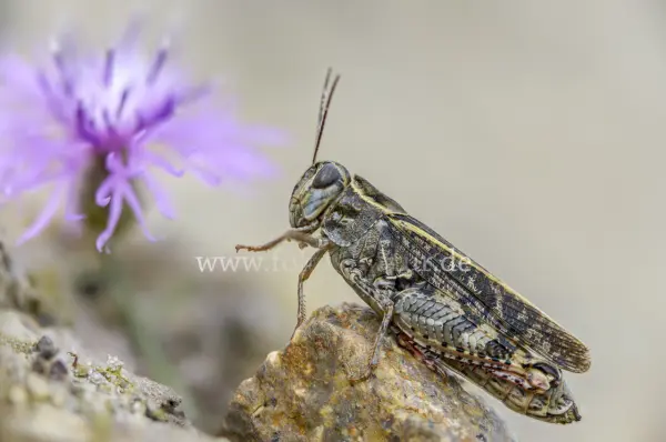 Fokus-Natur Bild