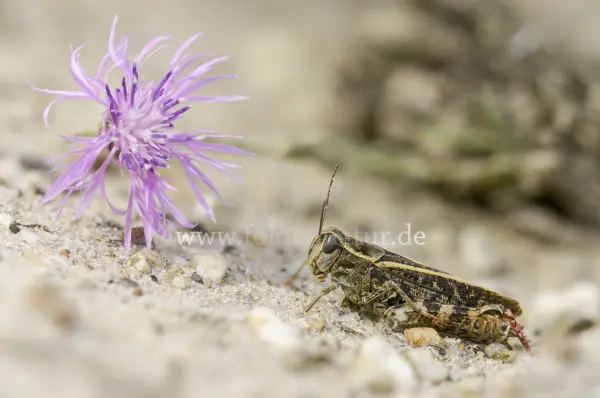 Fokus-Natur Bild
