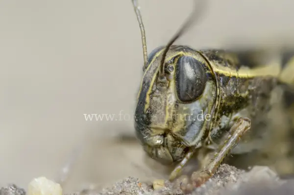 Fokus-Natur Bild