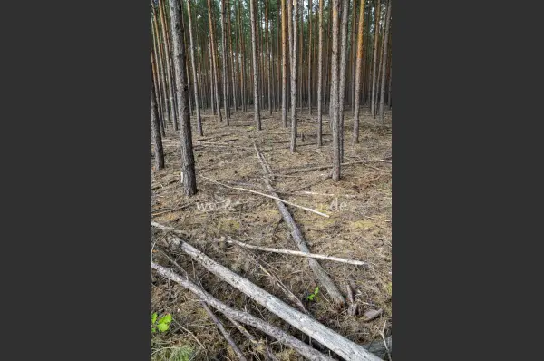 Fokus-Natur Bild