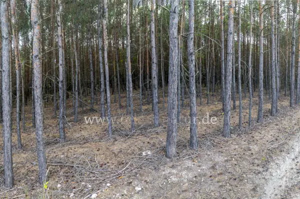 Fokus-Natur Bild