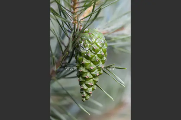 Fokus-Natur Bild