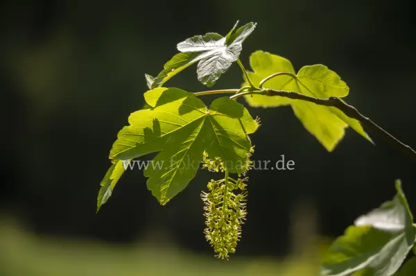 Fokus-Natur Bild