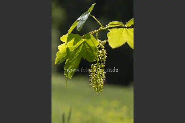 Fokus-Natur Bild