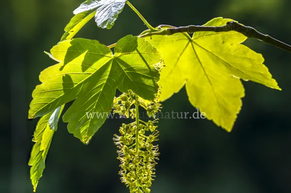 Fokus-Natur Bild