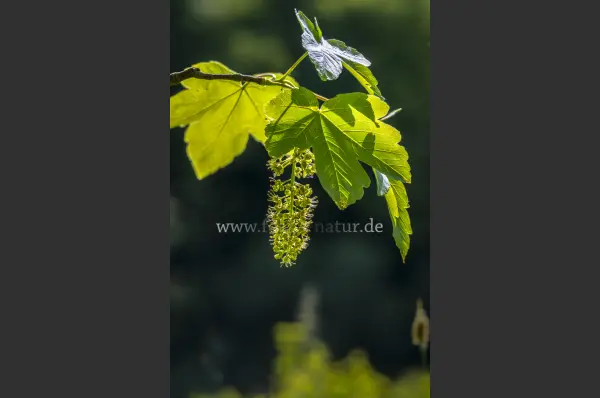 Fokus-Natur Bild