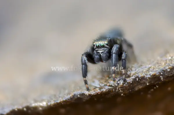 Fokus-Natur Bild