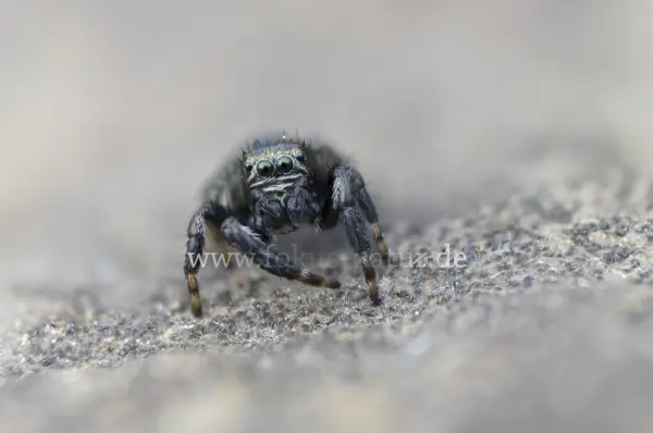 Fokus-Natur Bild