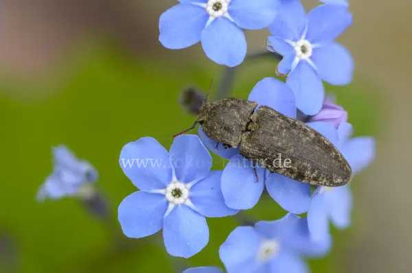 Fokus-Natur Bild