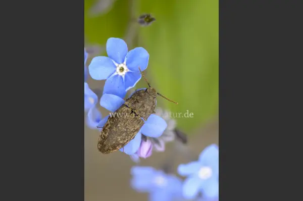 Fokus-Natur Bild