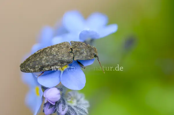 Fokus-Natur Bild