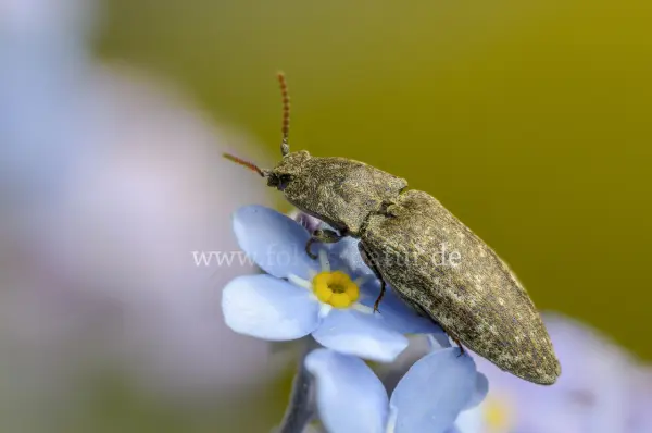 Fokus-Natur Bild