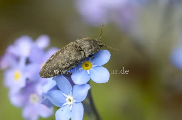 Fokus-Natur Bild