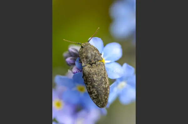Fokus-Natur Bild