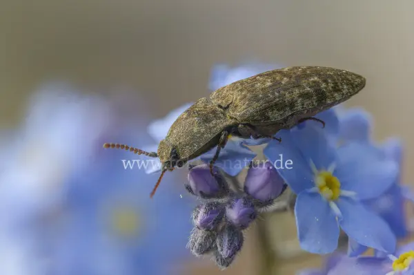 Fokus-Natur Bild