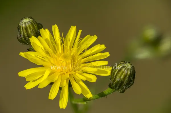 Fokus-Natur Bild
