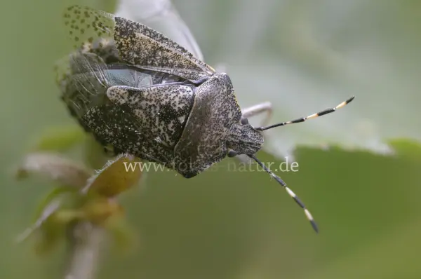 Fokus-Natur Bild