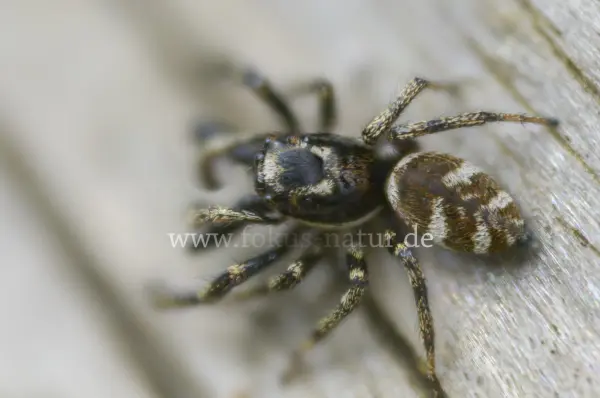 Fokus-Natur Bild