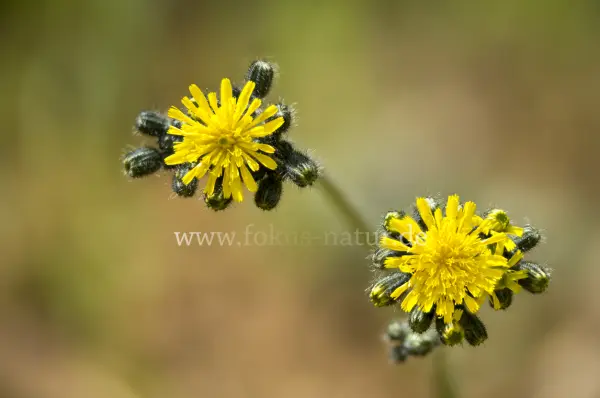 Fokus-Natur Bild