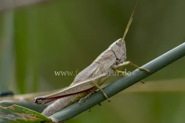Fokus-Natur Bild