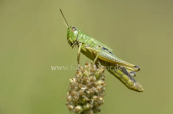 Fokus-Natur Bild