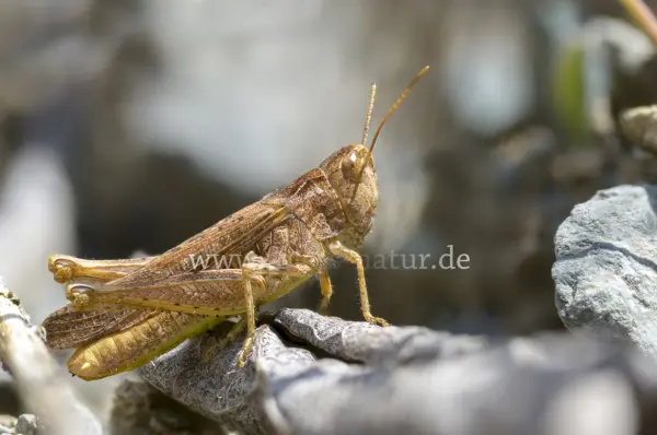 Fokus-Natur Bild