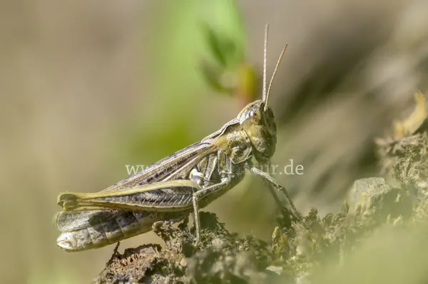 Fokus-Natur Bild