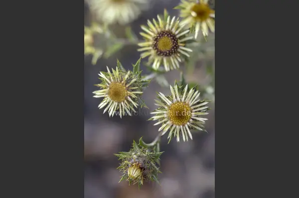 Fokus-Natur Bild