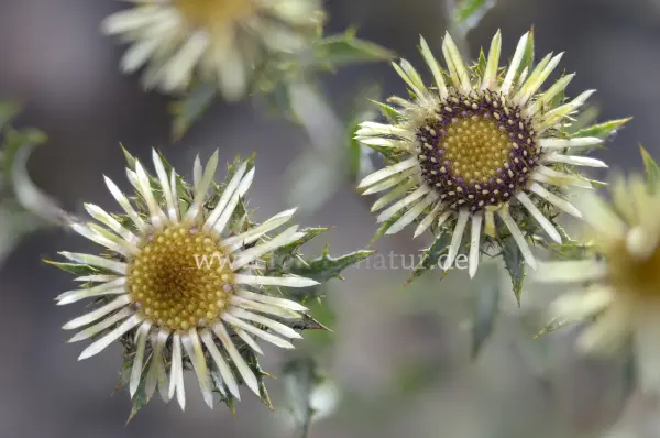 Fokus-Natur Bild