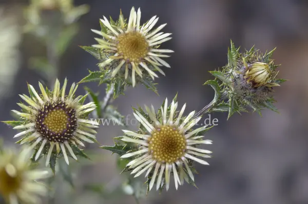 Fokus-Natur Bild