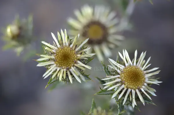 Fokus-Natur Bild