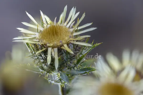 Fokus-Natur Bild