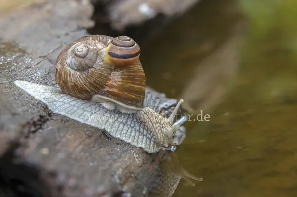 Fokus-Natur Bild
