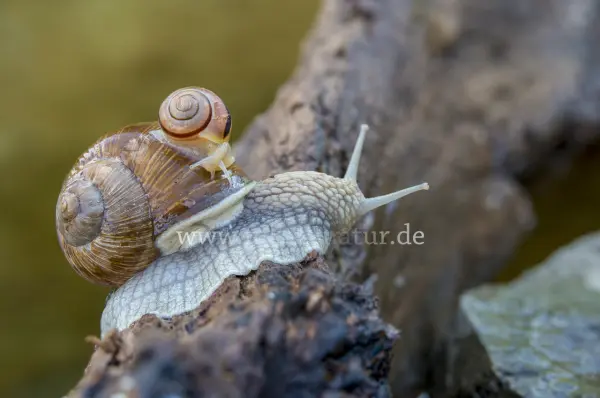 Fokus-Natur Bild