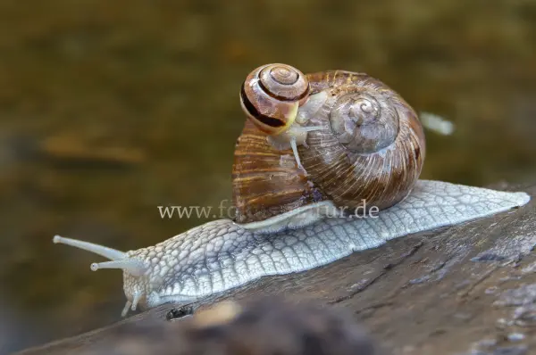Fokus-Natur Bild