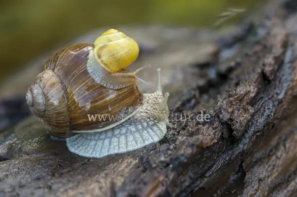 Fokus-Natur Bild