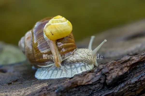 Fokus-Natur Bild
