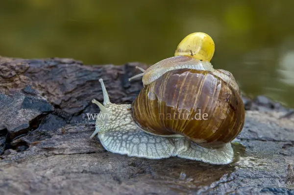 Fokus-Natur Bild