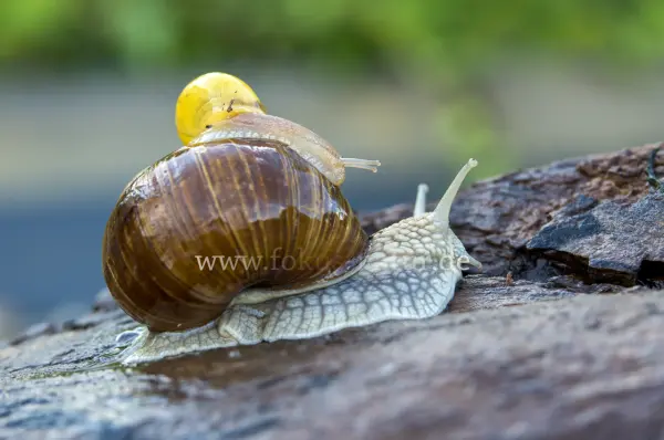 Fokus-Natur Bild