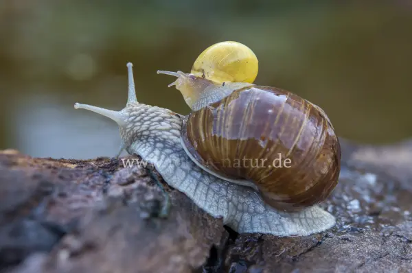Fokus-Natur Bild