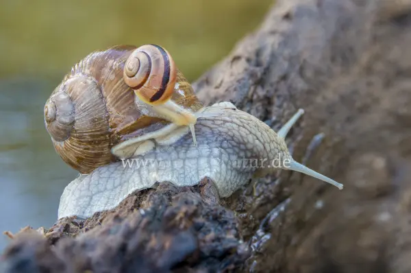 Fokus-Natur Bild