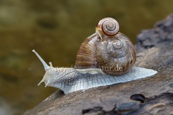Fokus-Natur Bild