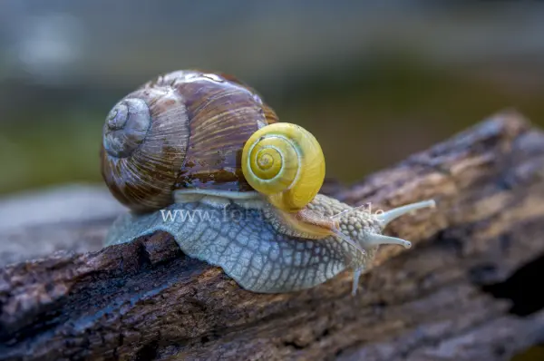 Fokus-Natur Bild