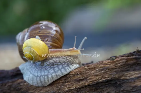 Fokus-Natur Bild