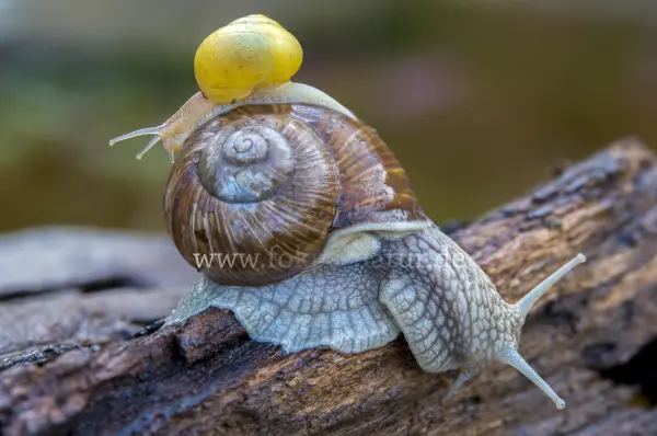 Fokus-Natur Bild