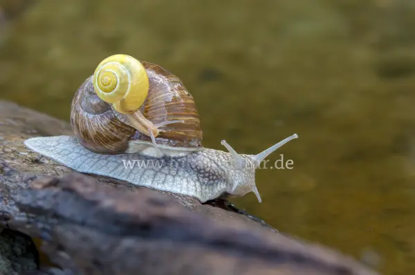 Fokus-Natur Bild