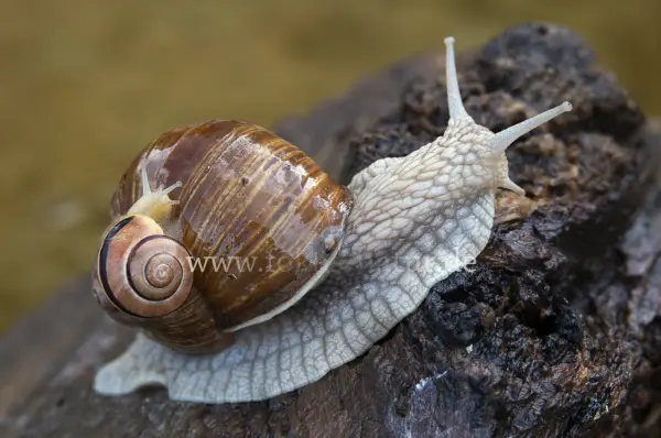 Fokus-Natur Bild