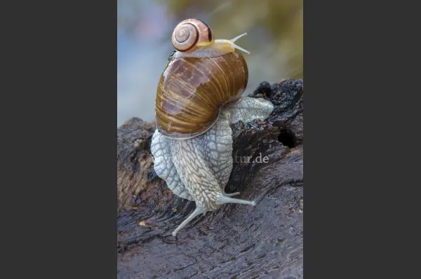 Fokus-Natur Bild